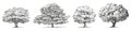 Hand drawn illustration of silhouettes four different deciduous trees willlow, oak, maple, linden with lush foliage in summer