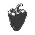 Hand-drawn Black and White Bell Pepper Illustration, Fresh Vegetable Sketch Royalty Free Stock Photo