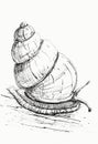 Hand drawn illustration of a snail