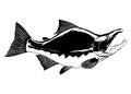 Hand Drawn Illustration of Sockeye Salmon Black and White Royalty Free Stock Photo