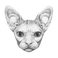 Portrait of Sphynx Cat, hand-drawn illustration