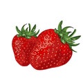 Hand drawn illustration. Strawberry. White isolated. High quality illustration