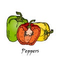 Hand drawn illustration of three multi-colored peppers