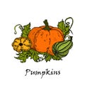 Hand drawn illustration of three multicolored pumpkins