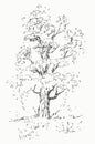 Hand drawn illustration of a tree