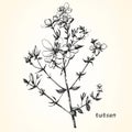 Hand-drawn illustration of Tutsan. Royalty Free Stock Photo