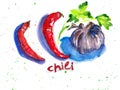 Hand drawn illustration two chili pepper, garlic and parsley. Watercolor sketch.