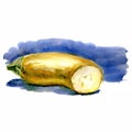 Hand drawn illustration on white background. Watercolor zucchini.