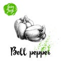 Hand drawn illustration of whole bell peppers. Sketch style vector capsicums. Health eco food fresh farm drawing