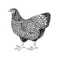 Hand drawn illustration of wyandotte chicken