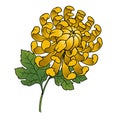 Hand Drawn Illustration of Yellow Chrysanthemum Flower with Leaves