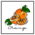 Hand-drawn illustrations. Card with fruit, oranges. Colorful postcard.