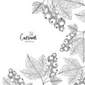 Hand drawn illustrations of currant isolated on white background. Detailed frame for label, greeting cards, postcards, tag, flyer,