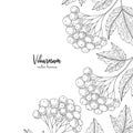 Hand drawn illustrations of viburnum isolated on white background. Detailed frame with viburnum. Engraving sketch vintage style. A