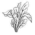 Hand-drawn image of beet leaves.