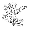 Hand-drawn image of beet leaves.