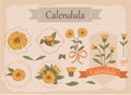 Hand-drawn image of calendula flowers with stems and leaves.botanical illustration. Healing Herbs for design