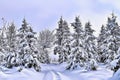Snow-covered forest, thick layer of snow, winter landscape, clear weather - Art Collection