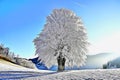 Snow-covered tree, thick layer of snow, winter landscape, clear weather - Art Collection