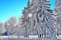 Winter landscape, snow-covered forest, thick layer of snow, clear weather - Art Collection