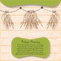 Hand Drawn Indian Ginseng Roots Hung for Drying