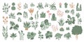 Hand drawn indoor flowers house plants collection