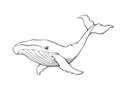 Hand drawn ink contour of whale Royalty Free Stock Photo