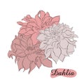 Hand-drawn ink dahlias. Isolated floral elements. Vector graphic flowers on white background. Collection contour buds Royalty Free Stock Photo