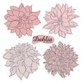 Hand-drawn ink dahlias. Isolated floral elements. Vector graphic flowers on white background. Collection contour buds Royalty Free Stock Photo