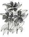 A Hand Drawn Ink Drawing of a Dwarf Periwinkle Royalty Free Stock Photo