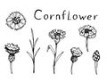 Hand-drawn ink floral vector set. Wildflower cornflower