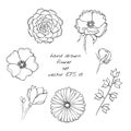 Hand drawn ink flower sketch set. Gerbera, succulent, dog-rose Royalty Free Stock Photo
