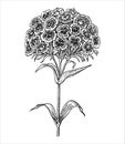 Hand drawn ink illustration of carnation Royalty Free Stock Photo