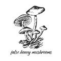 poisonous false honey mushroom