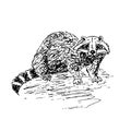 Hand drawn ink monochrome badger sketch