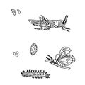 Hand drawn ink monochrome butterfly, grasshopper, egg, larvae sketch
