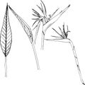 Hand drawn ink pen strelitzia on white background. Exotic flower. Vector illustation. Royalty Free Stock Photo