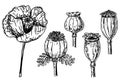 Hand drawn ink of poppy. Corn poppy, poppy boxes, poppy flower. Sketch Vector illustration. Royalty Free Stock Photo