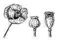 Hand drawn ink of Poppy flower and Corn poppy, poppy boxes. Vintage sketch set. Vector illustration. Royalty Free Stock Photo