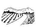 Hand drawn ink vector doodle. Vineyard landscape, rows of grape bushes, rural road, outlines of mountains on the horizon. Royalty Free Stock Photo