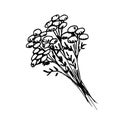 Hand-drawn ink vector drawing. A bunch of tansy twigs, wild flowers, field medicinal plants, poisonous wormwood.