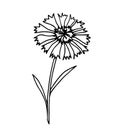 Hand drawn ink vector drawing. Cornflower, stem, bud, petal. Field, meadow plants, nature, botany.