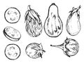 Hand drawn ink vector eggplant aubergine gourd squash. Sketch illustration art for Thanksgiving, harvest, farming Royalty Free Stock Photo