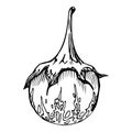 Hand drawn ink vector eggplant gourd squash. Sketch illustration art for Thanksgiving, Halloween, harvest, farming