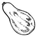 Hand drawn ink vector eggplant gourd squash. Sketch illustration art for Thanksgiving, Halloween, harvest, farming