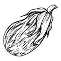 Hand drawn ink vector eggplant gourd squash. Sketch illustration art for Thanksgiving, Halloween, harvest, farming Royalty Free Stock Photo