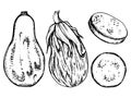 Hand drawn ink vector eggplant gourd squash. Sketch illustration art for Thanksgiving, Halloween, harvest, farming Royalty Free Stock Photo