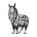 Hand drawn ink vector illustration, farm cattle wool animal, llama alpaca vicuna guanaco, South Central America. Single Royalty Free Stock Photo