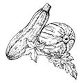 Hand drawn ink vector marrow zucchini gourd squash. Sketch illustration art for Thanksgiving, harvest, farming. Isolated