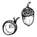 Hand drawn ink vector oak tree acorn. Sketch illustration art for autumn, harvest, farming. Isolated object on white Royalty Free Stock Photo